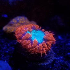coral4.jpg
